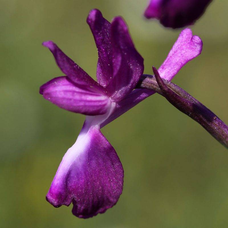Orchis à fleurs lâches (Anacamptis laxiflora)